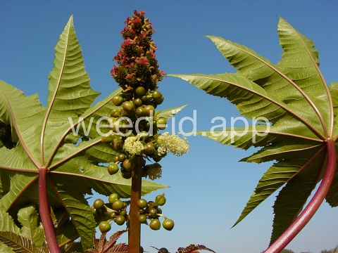 castorbean